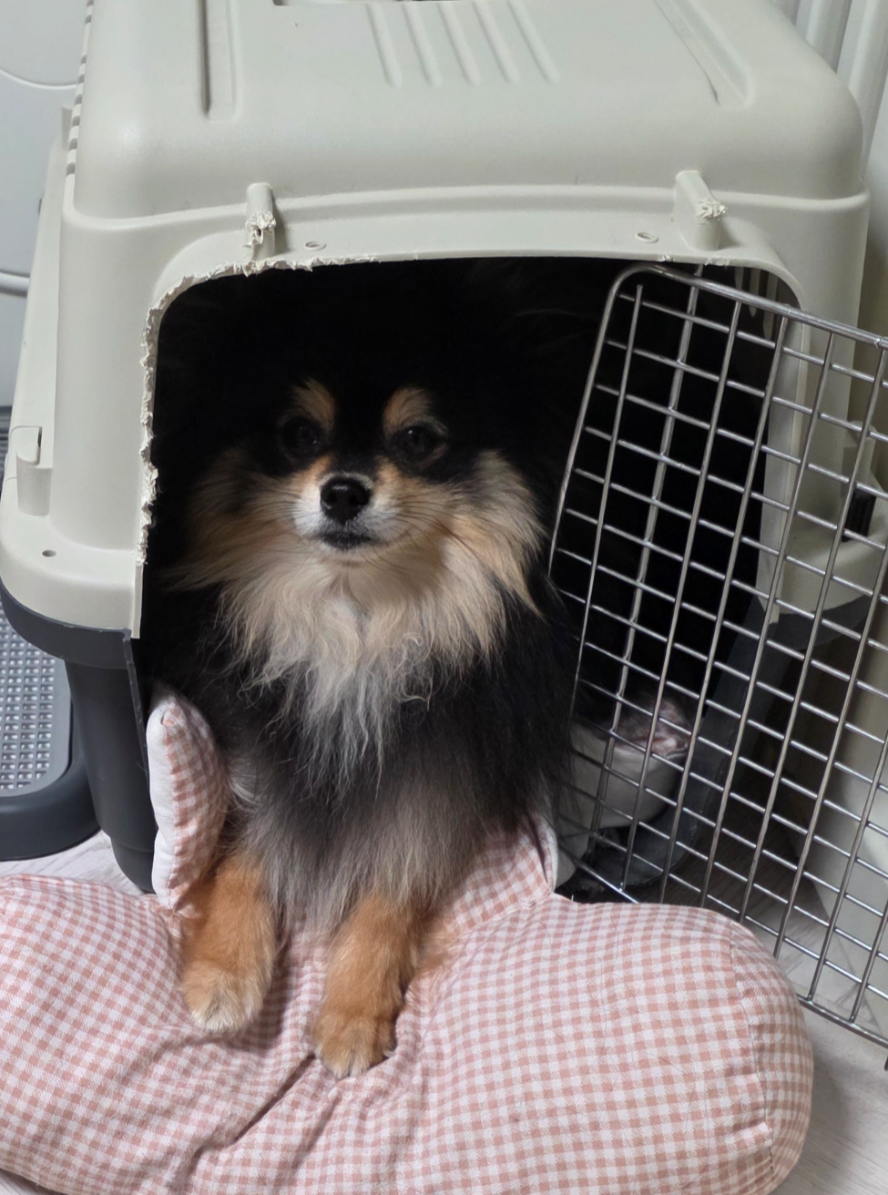 켄넬에서 얌전히 기다리는 달콩