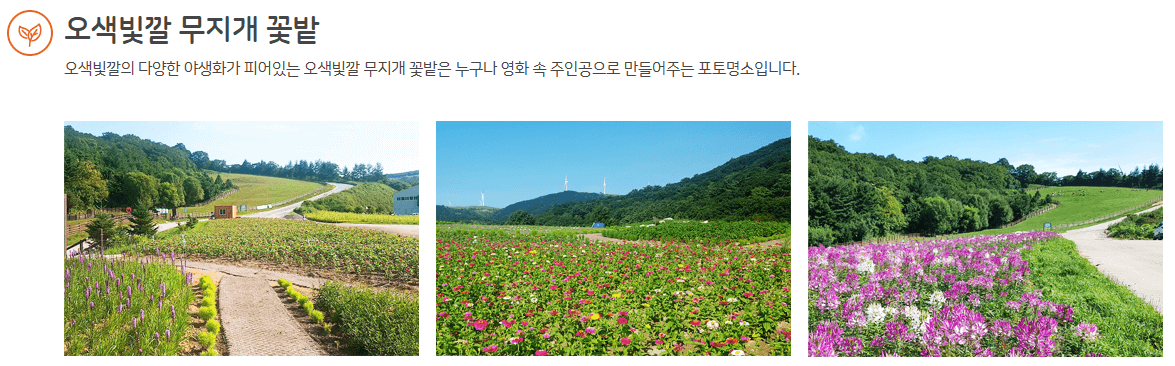 대관령 삼양목장