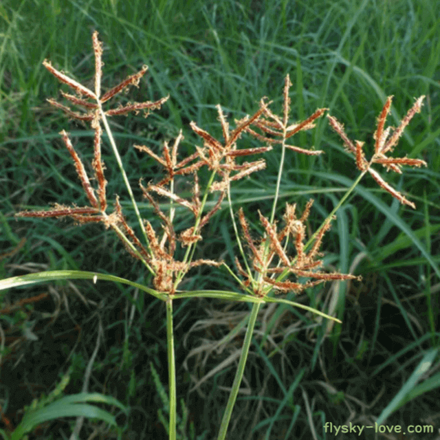 여성질환, 우울증에 좋은 향부자