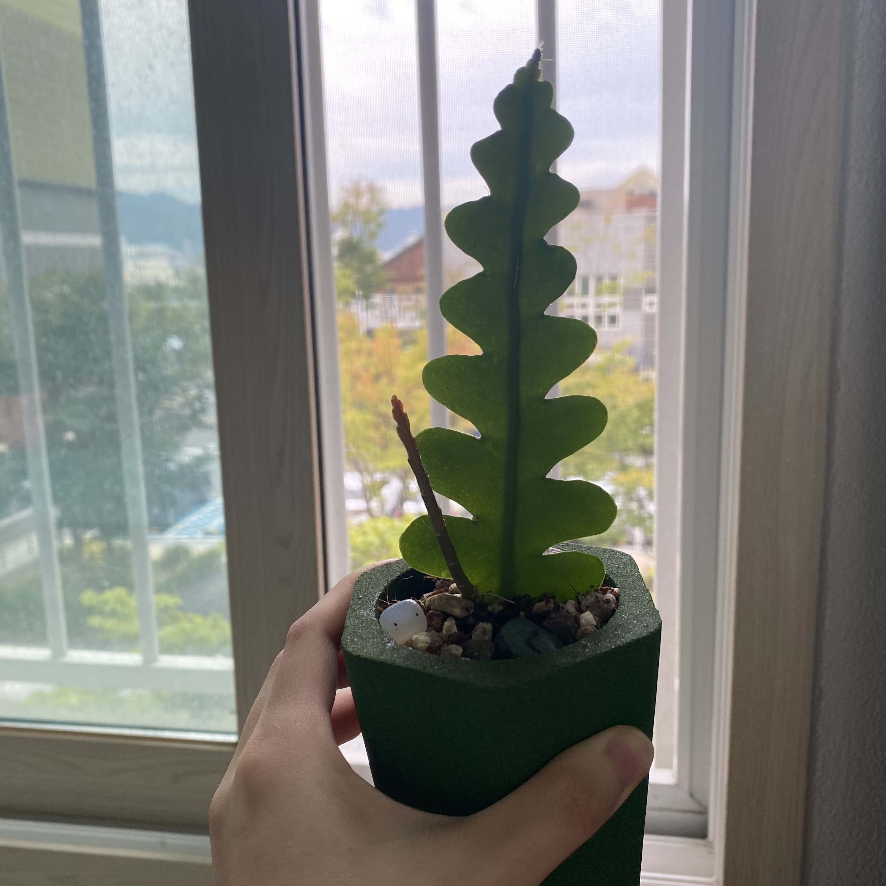피쉬본 번식