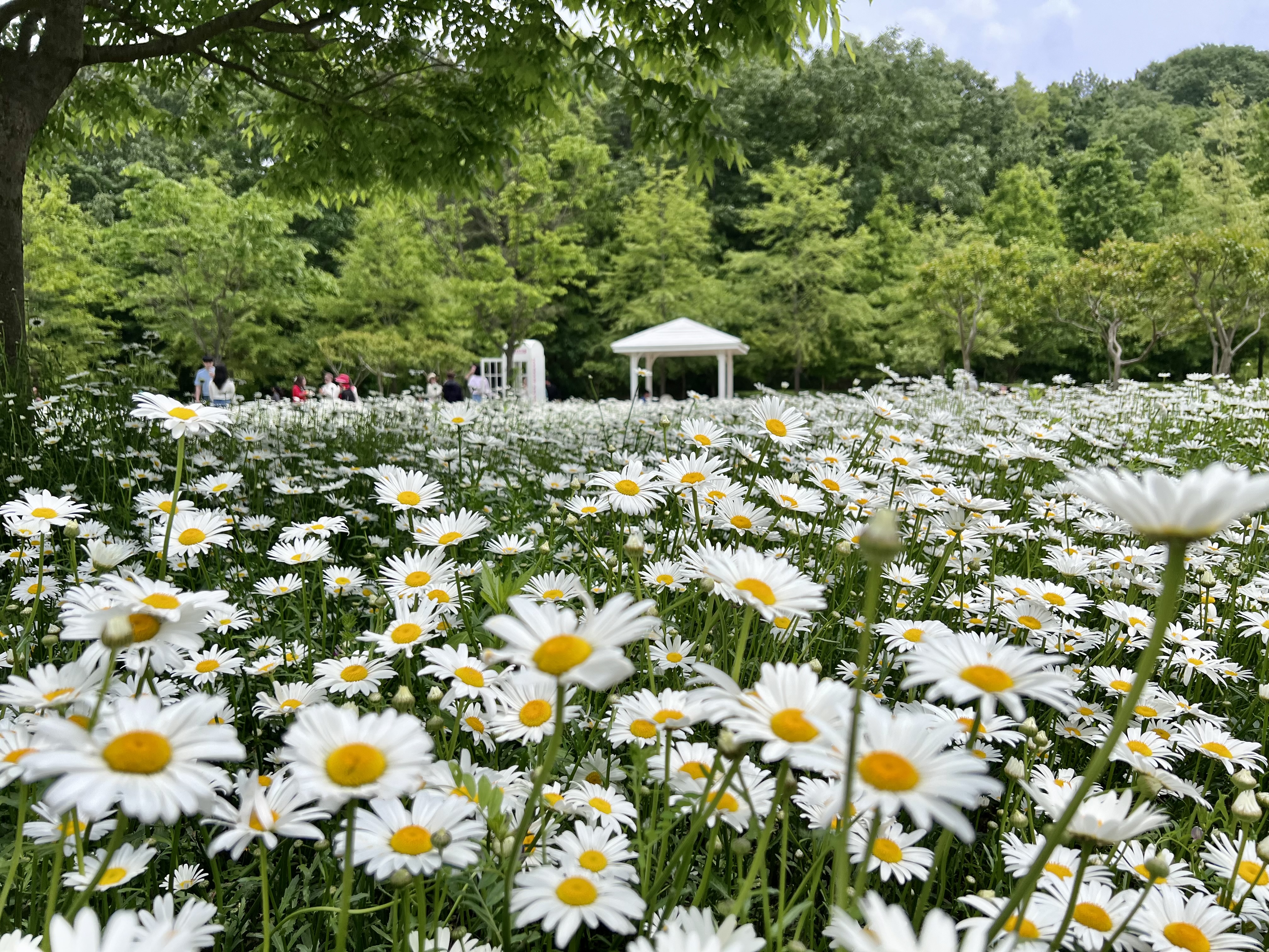 악양생태공원 포토존, 악양생태공원 데이지있는곳
경남아이와가볼만한곳,함안여행
