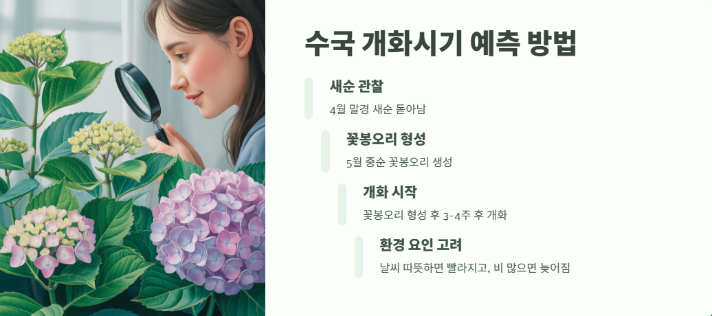 수국 개화시기 완벽 정리 8