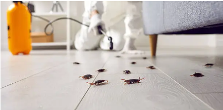 진드기 퇴치와 예방의 모든 것