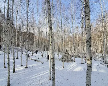 인제 자작나무숲_28