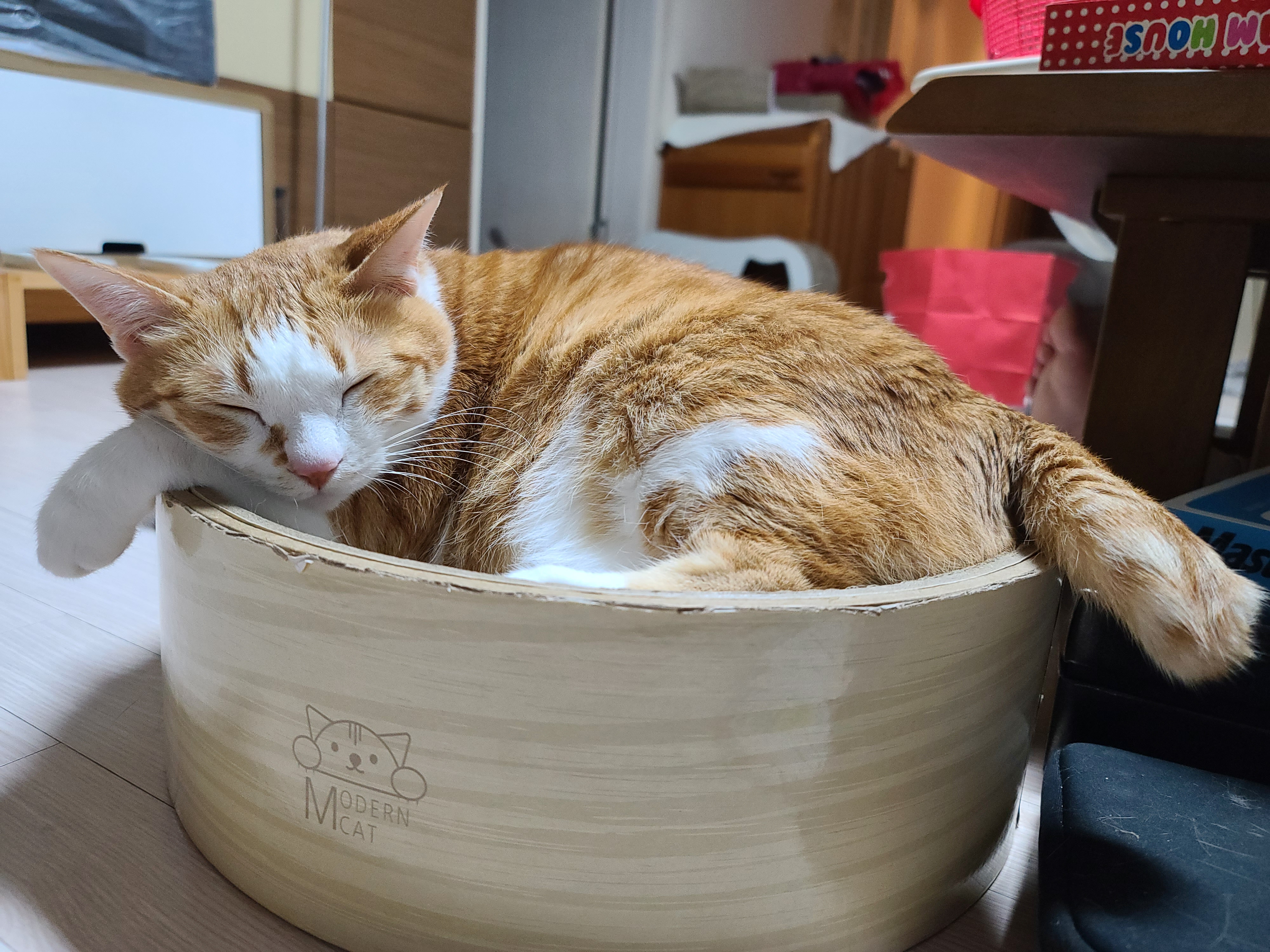 평온한 호야 사진으로 힐링하기. 고양이멍 해보기.