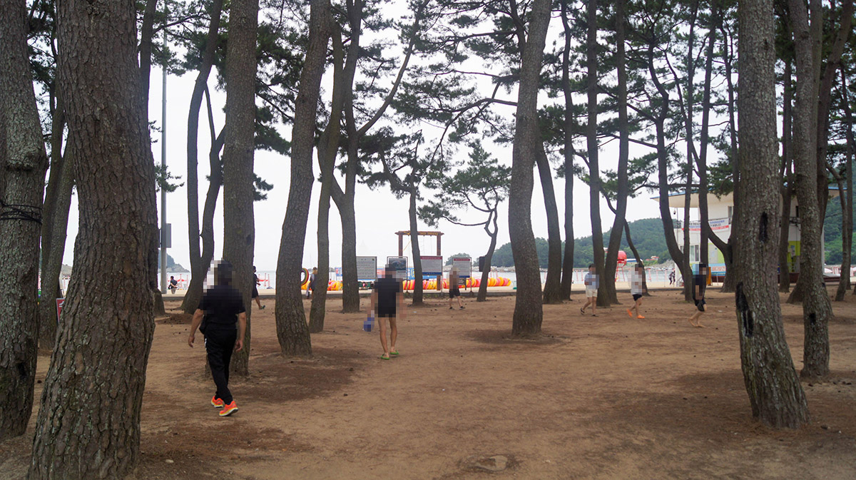 상주 은모래비치 방풍림.