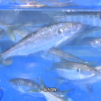 전어회무침 맛있게 하는 법