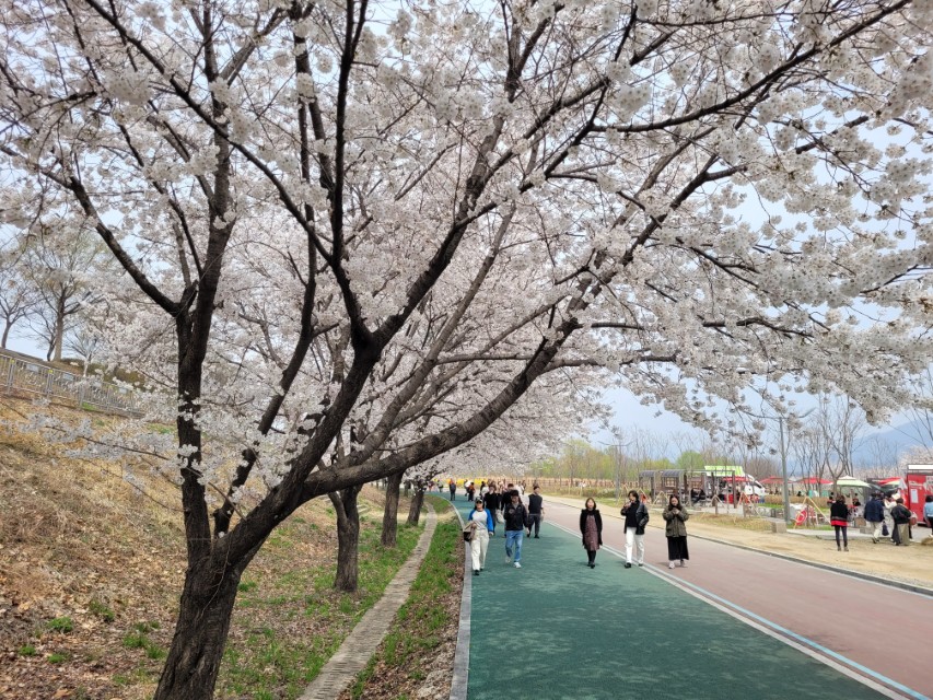 하남 당정뜰 벚꽃 산책로