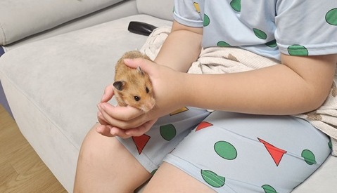 골든햄스터 핸들링 사진