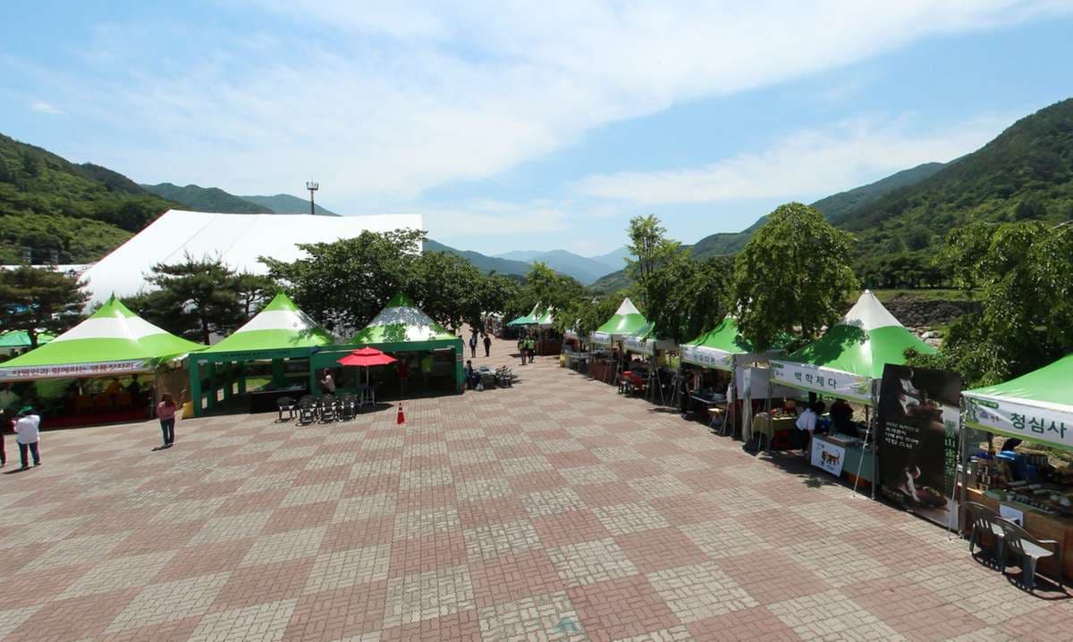 [5월 축제]2025 하동야생차문화축제❘기간, 일정, 체험 프로그램, 공연 정리