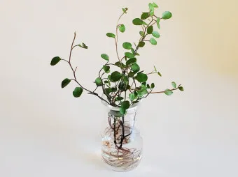 물에서 키우는 실내 식물 추천_3