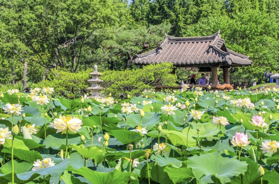 세미원 이미지