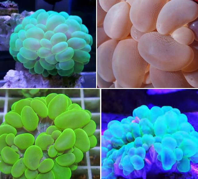 산호의 종류 알아보기