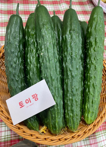 경남 창녕 가시오이 주문 방법