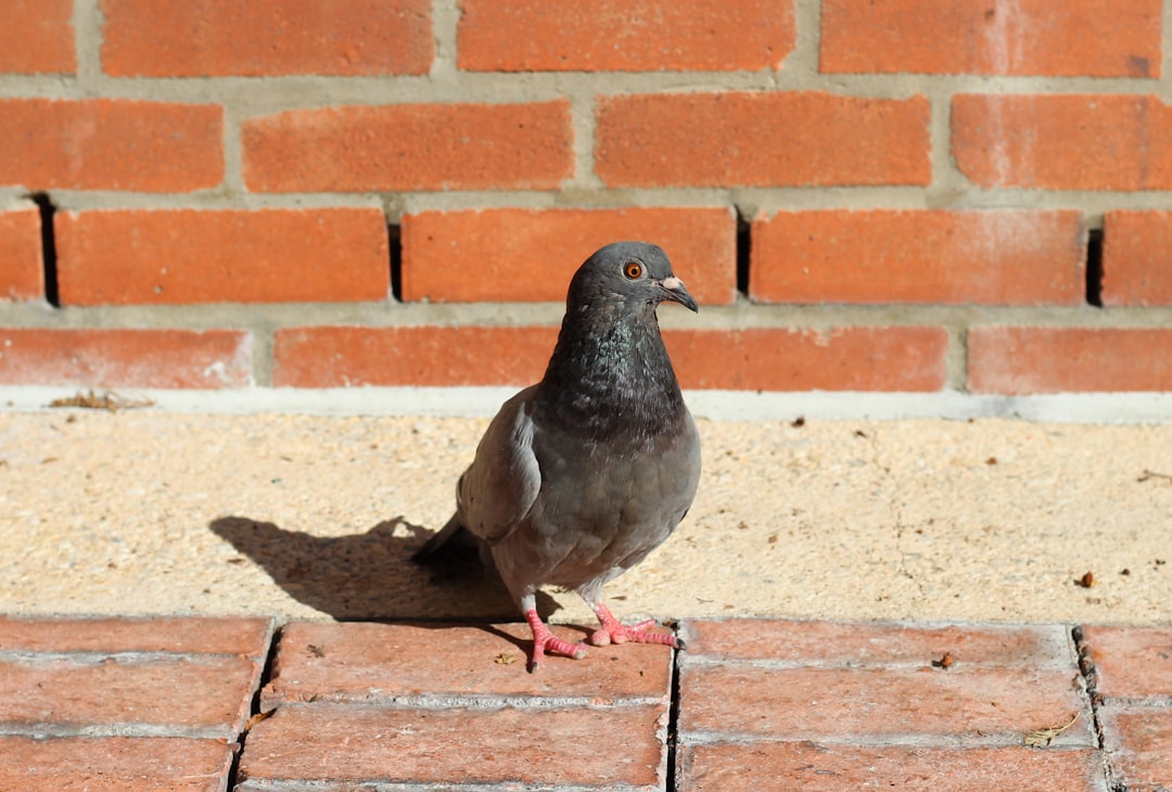 Pigeon