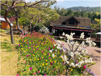 하늘빛수목원 튤립축제 이미지5