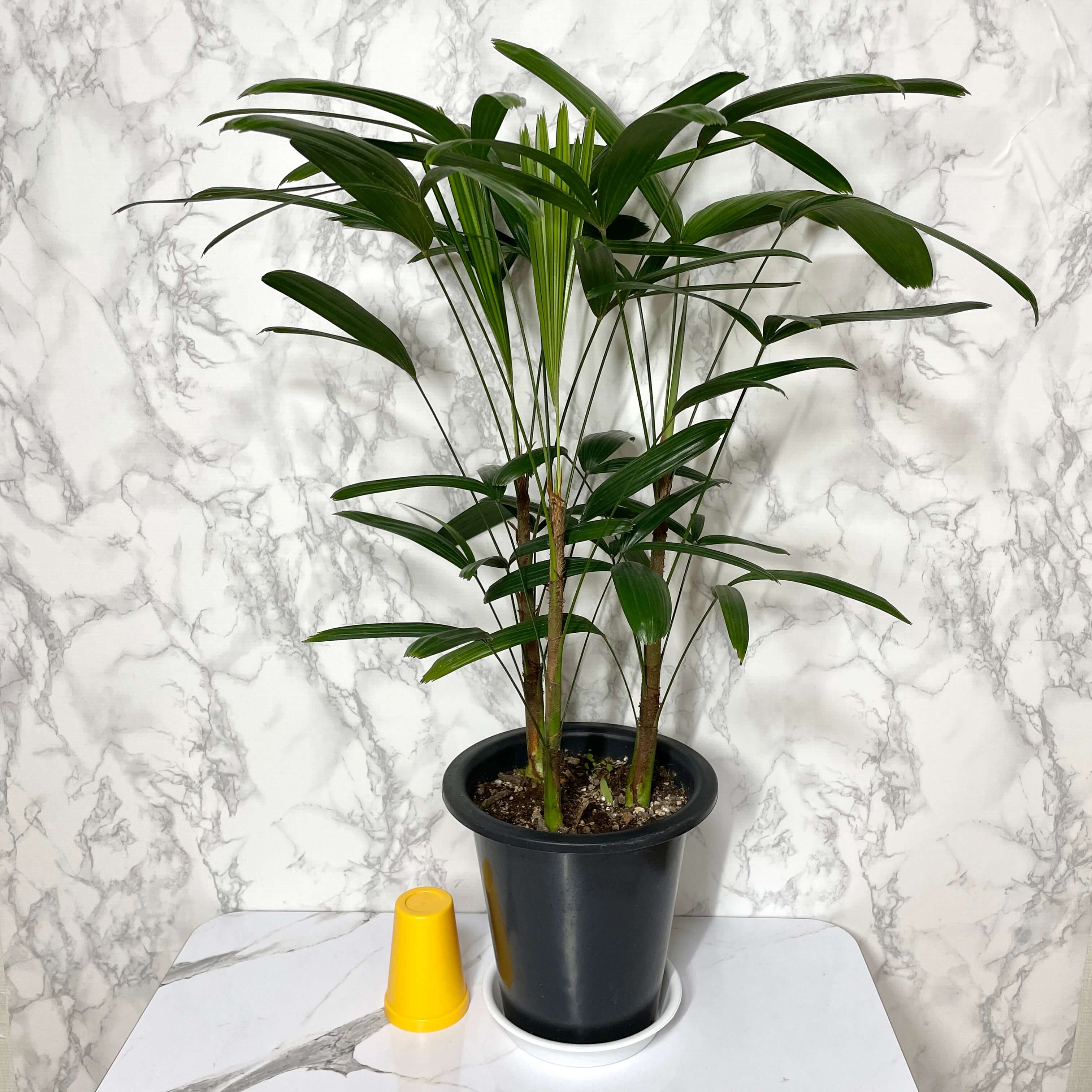 관음죽 키우는법