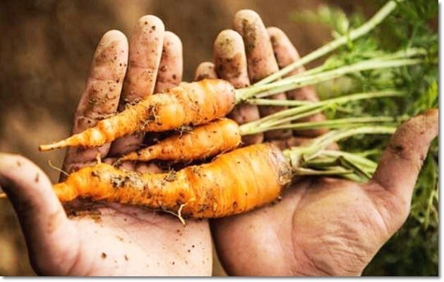 암 예방도 되는 당근