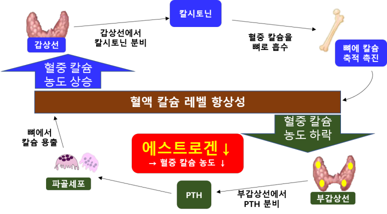 혈액 칼슘 레벨 향상성