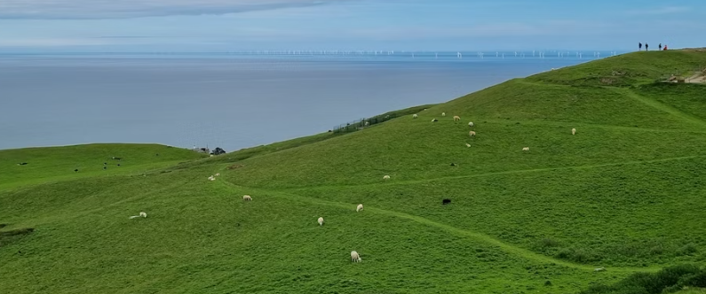 대관령 양떼목장