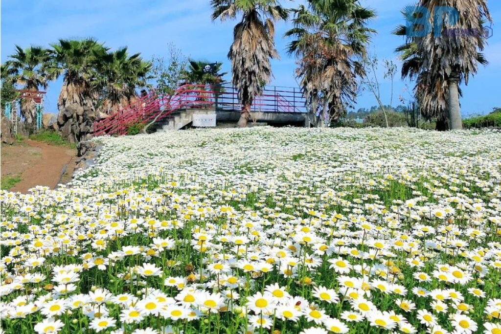 비체올린 샤스타데이지1