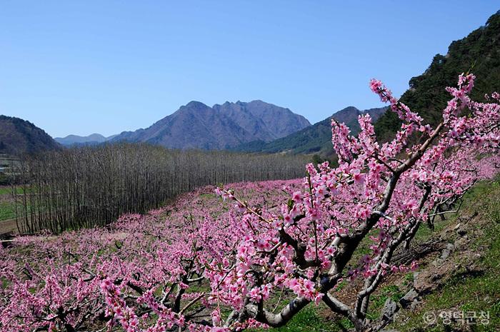 복숭아밭 꽃들이 만발하다.