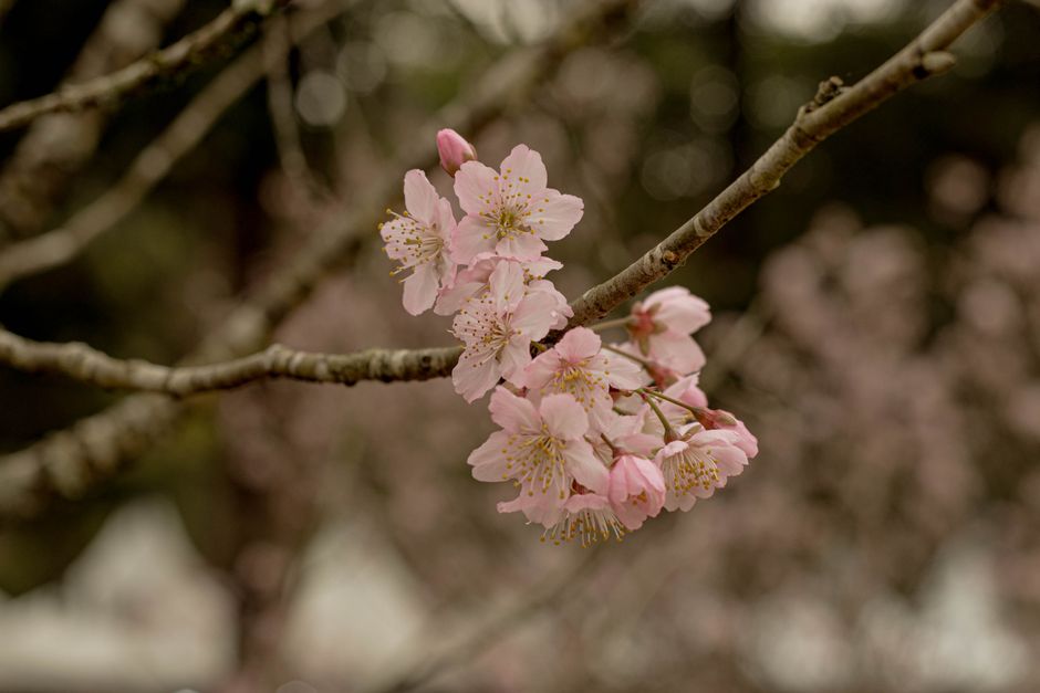 Beautiful pink cherry blossoms in spring with soft bokeh background create a serene and natural scene.