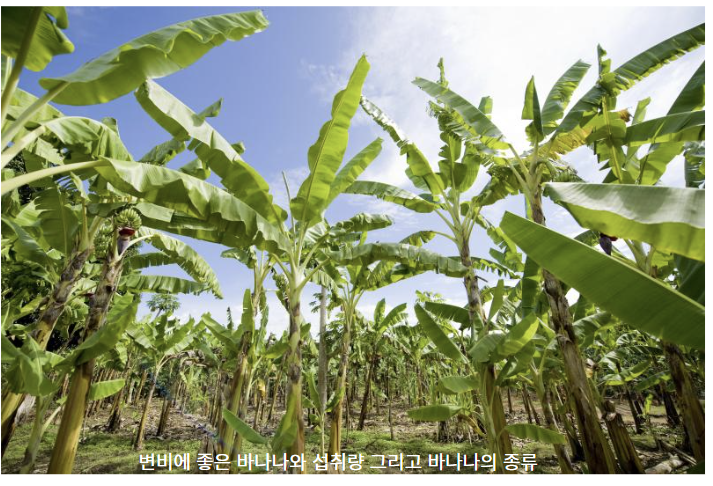 변비예방을 위한 바나나의 섭취량