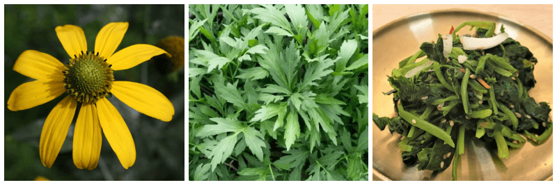 삼잎국화, 삼잎국화나물, 삼잎국화나물 무침 사진