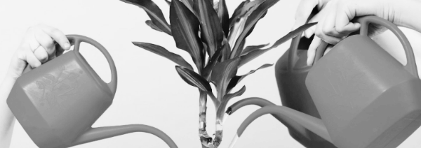 화분 물주기 방법 ① 물 종류