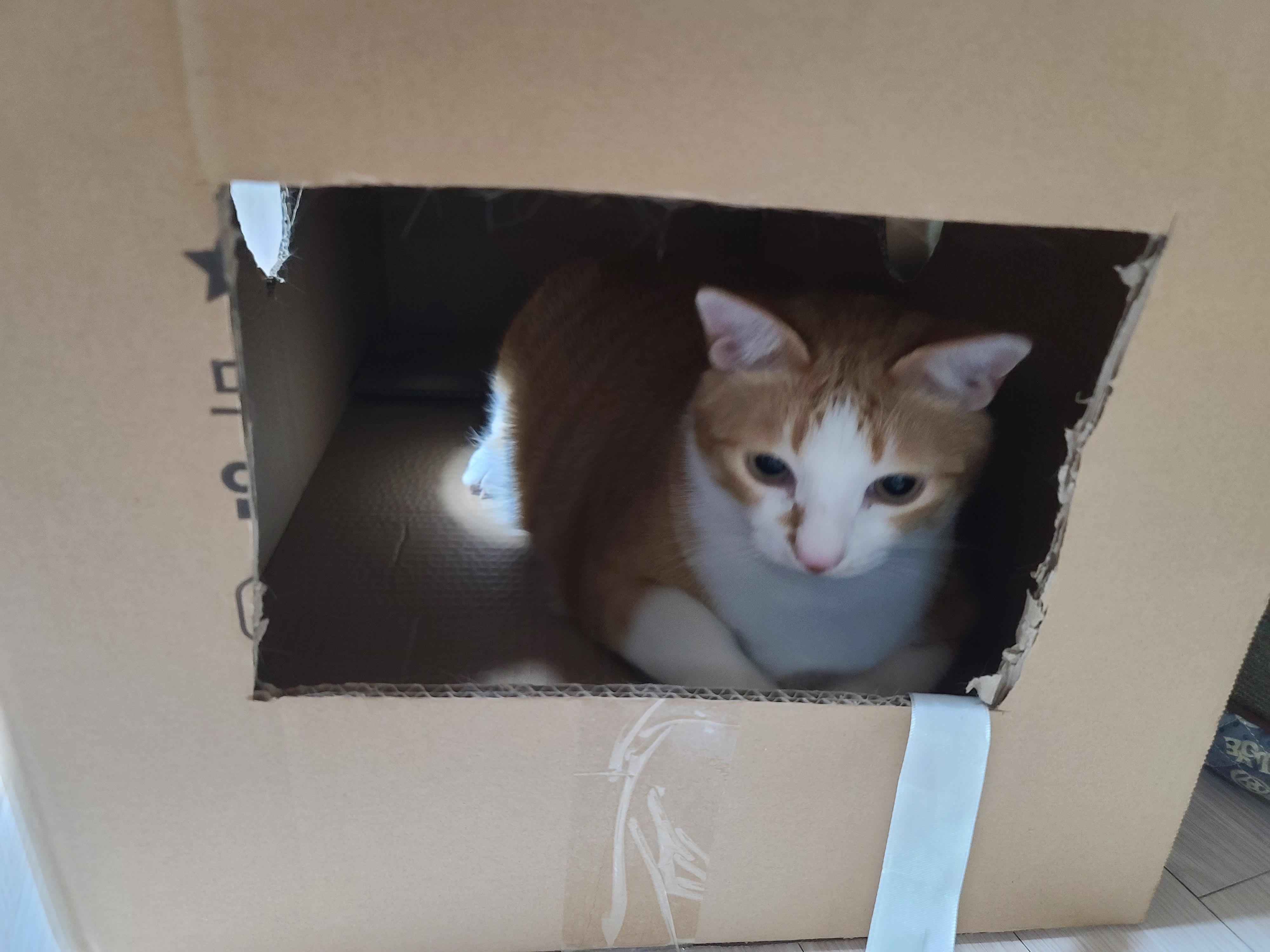 고양이들에게 귀여운 박스놀이터가 생겼다.(feat.가성비 좋은 고양이장난감)