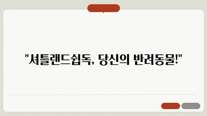 셔틀랜드쉽독 성격 알아보기