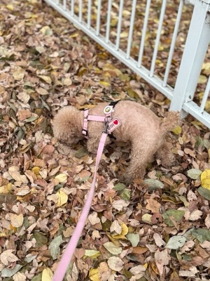 강아지 분리불안 해결 방법