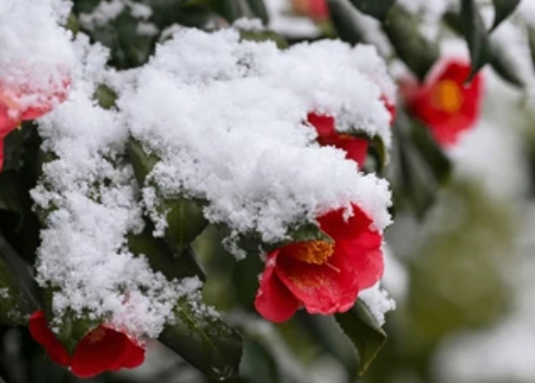 겨울 꽃 동백나무