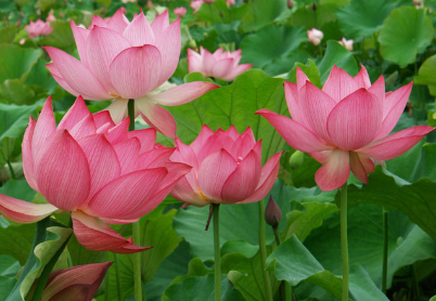 세미원 연꽃축제 주차장 및 연꽃문화재 행사 프로그램과 관련된 만개한 연꽃 사진