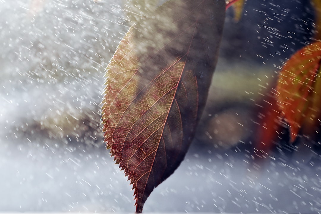 Forecast