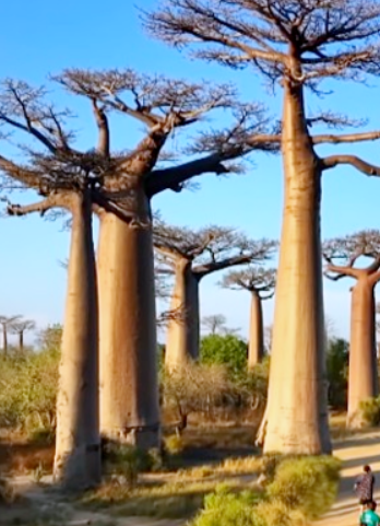 바오밥 나무 풍경