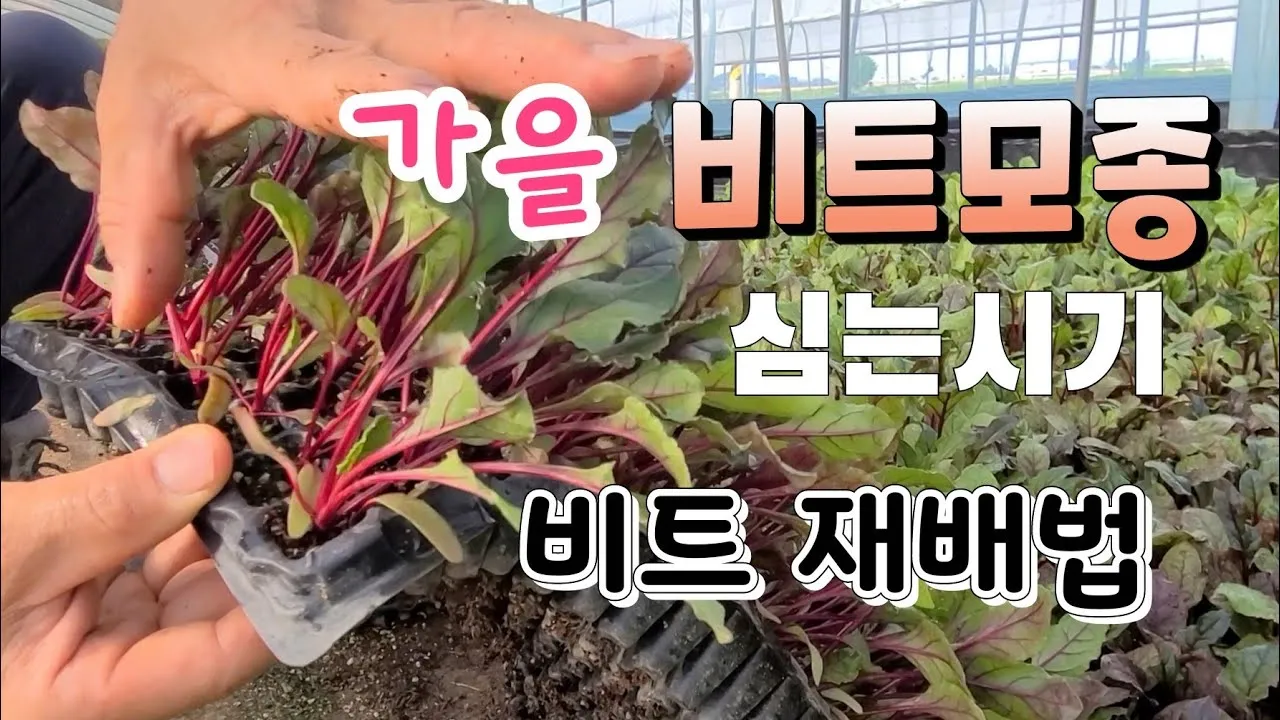 비트 재배 씨앗 불리기 발아 촉진 솎아 내기_7