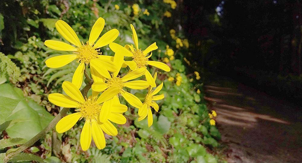 노란색 털머위꽃이 핀 호근동 고근산