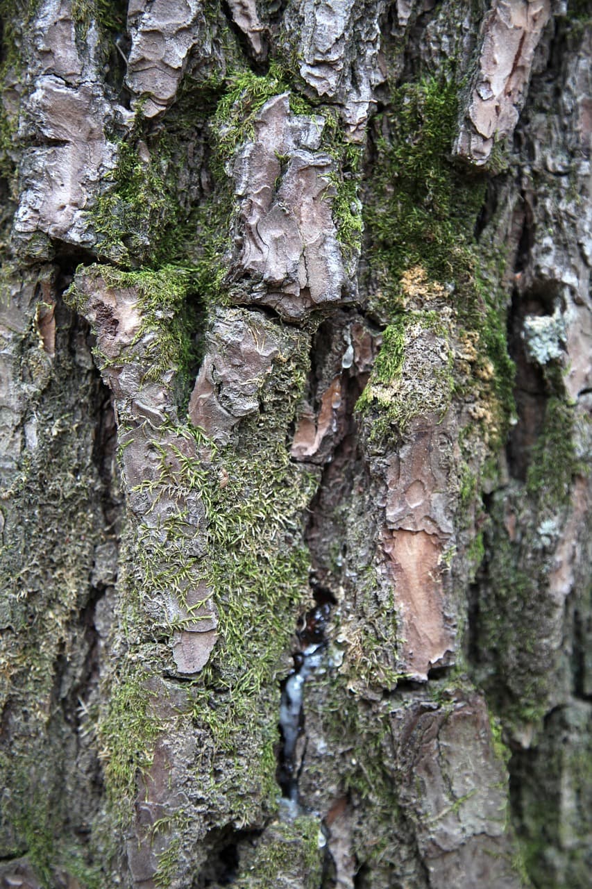 냄새도 돈이 된다? 송진·수지 채취로 친환경 바이오소재 사업하기