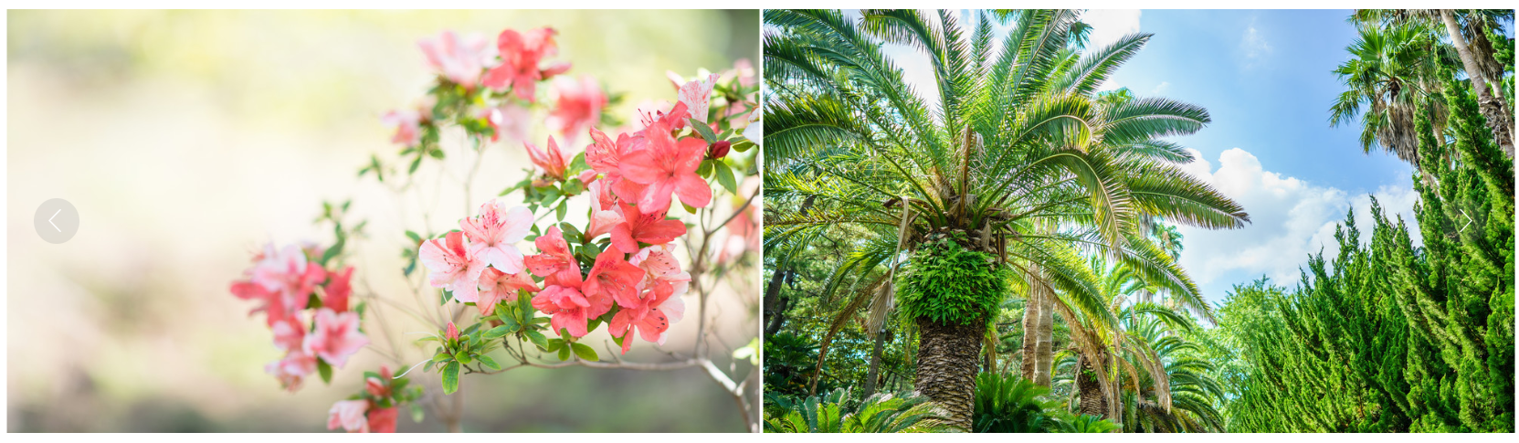 한림공원 부겐빌레아 축제