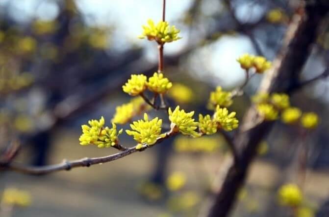 구례 산수유꽃축제