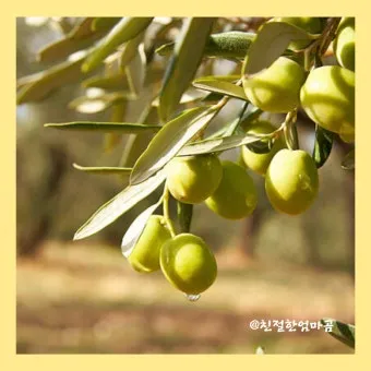 올리브 나무 키우는법 5가지 치명적 실수와 해결책 총정리를 안내_25