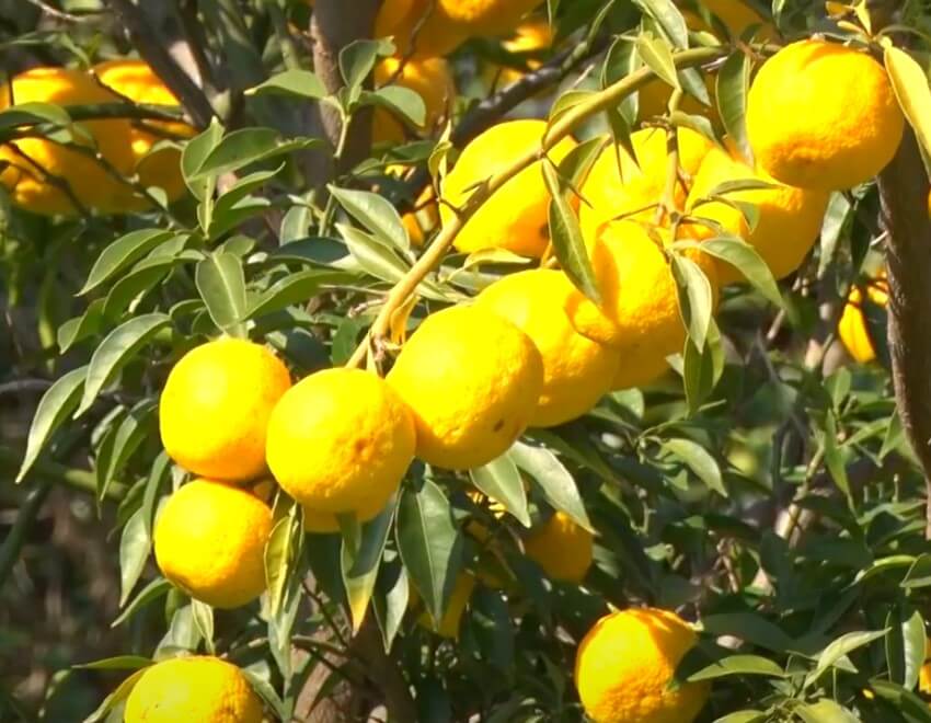 11월 맛있는 먹거리 축제