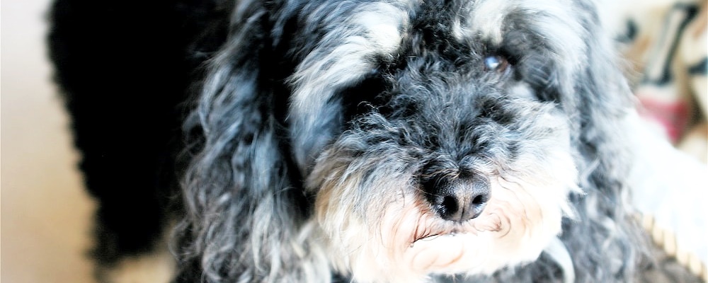 토이푸들 잘 키우는 방법 21