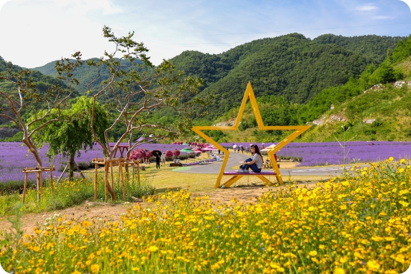 동해 무릉별유천지 라벤더 축제 2025&amp;#44; 일정&middot;포토존&middot;네이버예약&middot;주차안내 총정리 