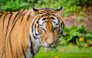 호랑이띠 2025년 운세