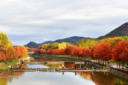 담양 관방제림 은행잎과 대나무가 만나는 가을 산책길 2025 가을 여행