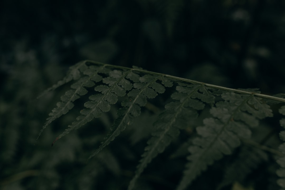 '불고기'