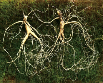 함양산삼축제_12